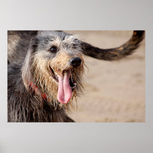 Affiche Photo d'un chien heureux à la plage
