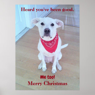 Affiche Photo d'un chien mignon avec des oreilles drôles q