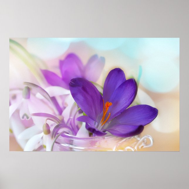 Affiche Photo d'un joli Crocus de printemps violet (Devant)