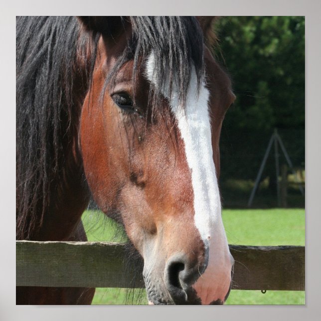 Affiche Photo d'un quart de cheval Imprimer (Devant)