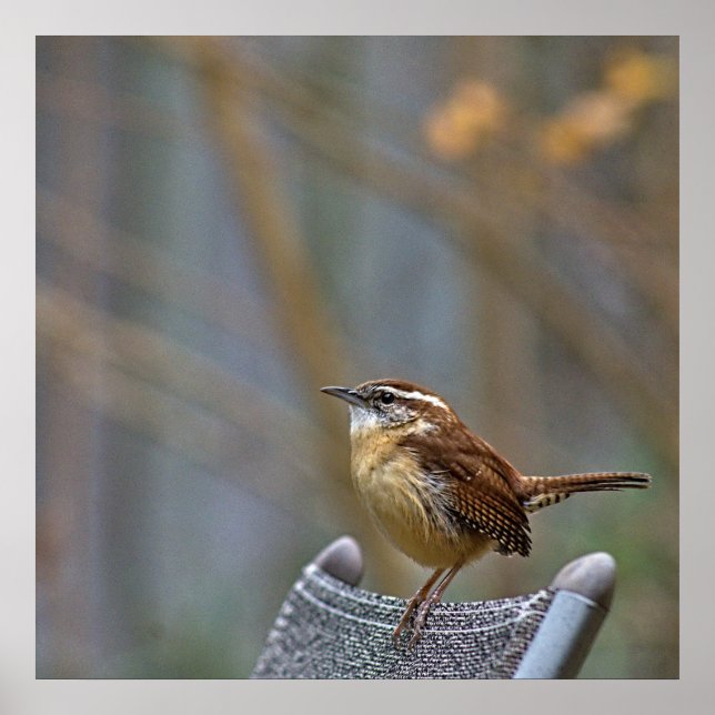 Affiche Photo d'une Carolina Wren amicale. (Devant)