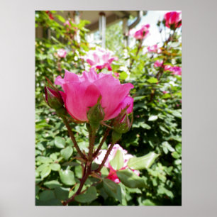 Affiche Photo d'une rose rose en fleurs