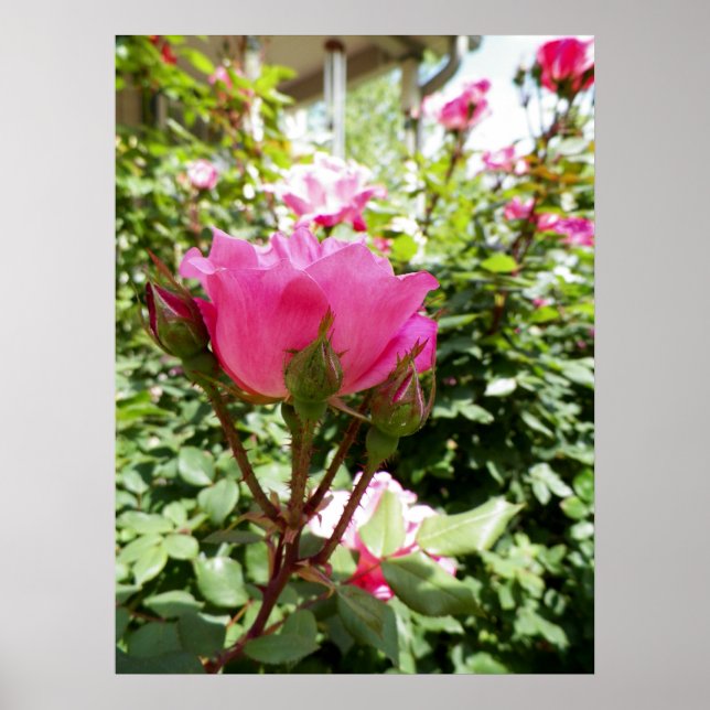 Affiche Photo d'une rose rose en fleurs (Devant)