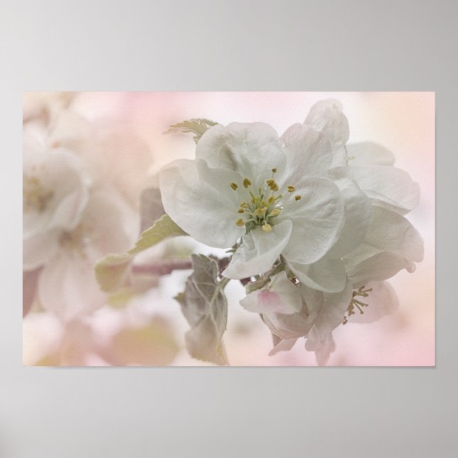 Affiche Photo en fleurs de pomme blanche (Devant)