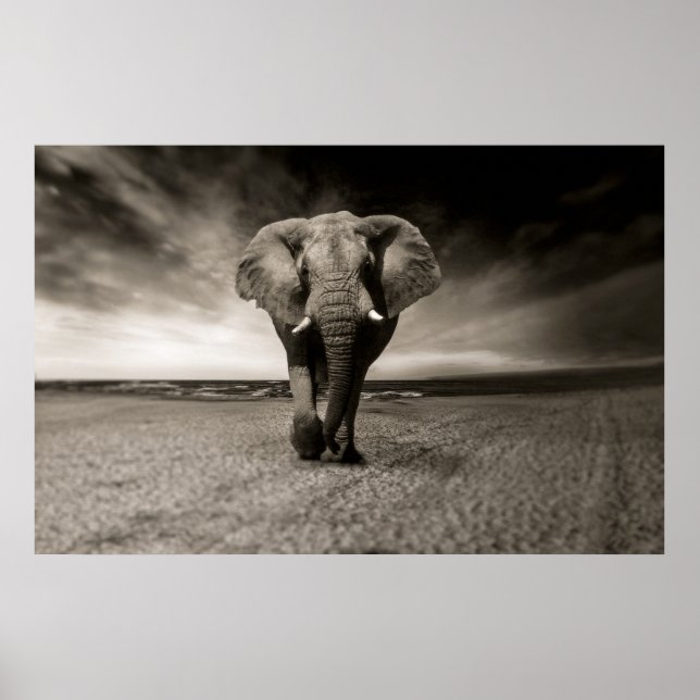 Affiche Photo en noir et blanc d'un éléphant africain, (Devant)