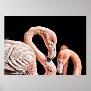 Affiche Photo Flamant rose Rose Faune