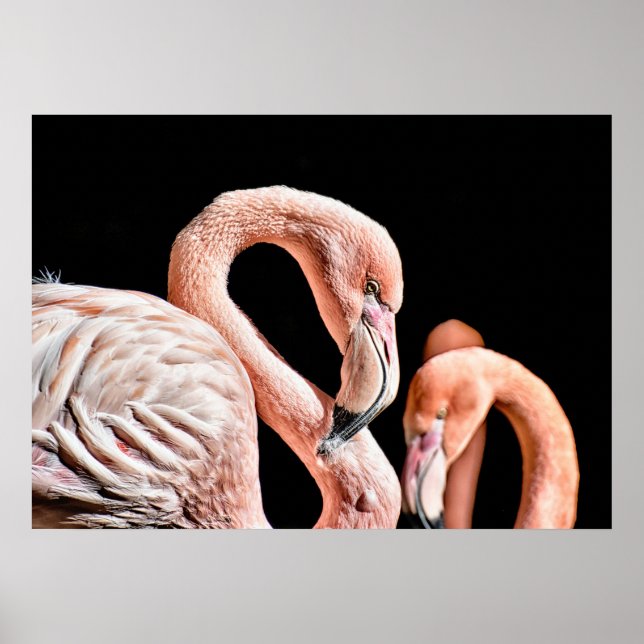 Affiche Photo Flamant rose Rose Faune (Devant)