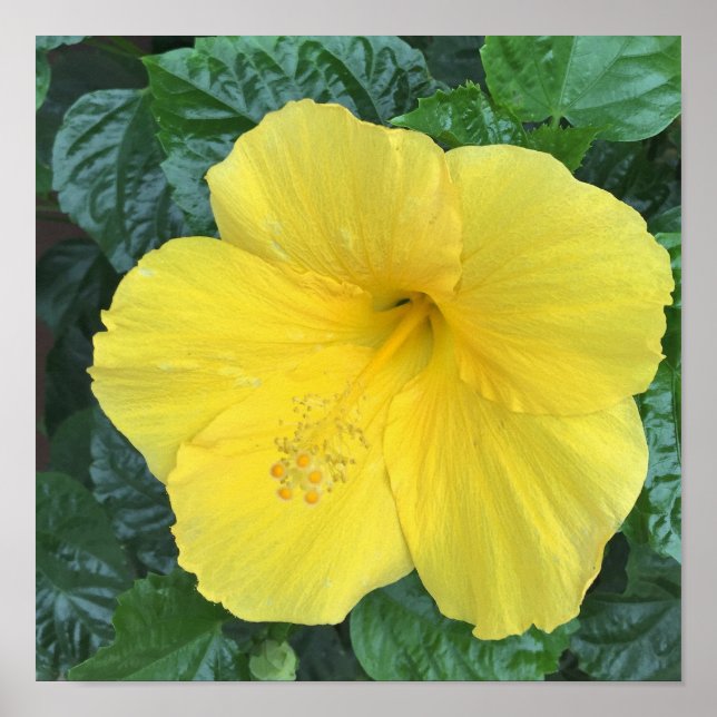 Affiche Photo Fleurs Jaunes (Devant)