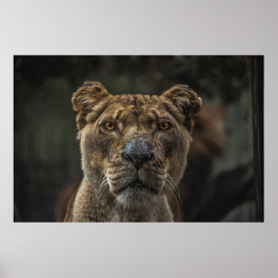 Affiche PHOTO FOCALE SÉLECTIVE DE L'OURS Brown EN JOURNÉE