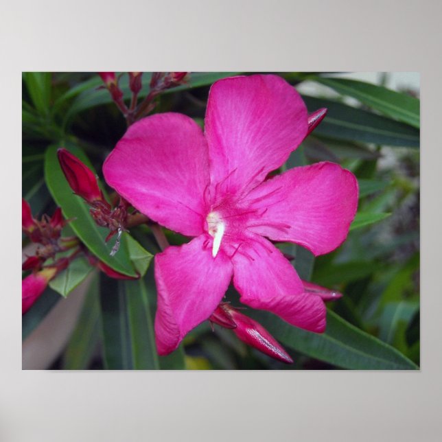 Affiche Photo Fucshia Oleander (Devant)