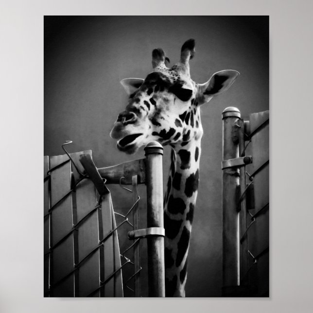 Affiche Photo Giraffe - Style Vintage (Devant)