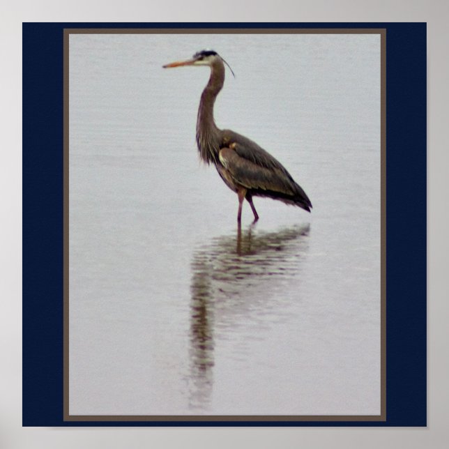 Affiche Photo Great Blue Heron (Devant)