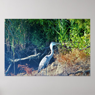 Affiche Photo Great Blue Heron