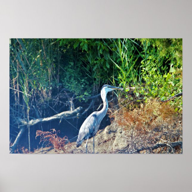 Affiche Photo Great Blue Heron (Devant)