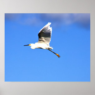 Affiche Photo Heron Flying