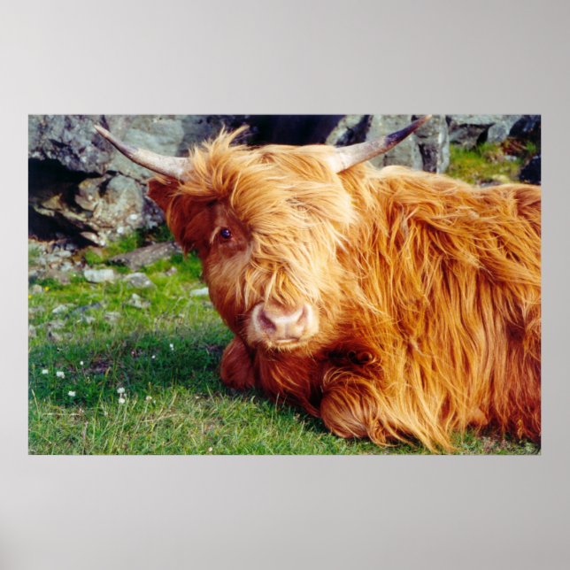 Affiche Photo Highland Cow (Devant)
