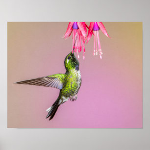 Affiche Photo Hummingbird Fuchsia