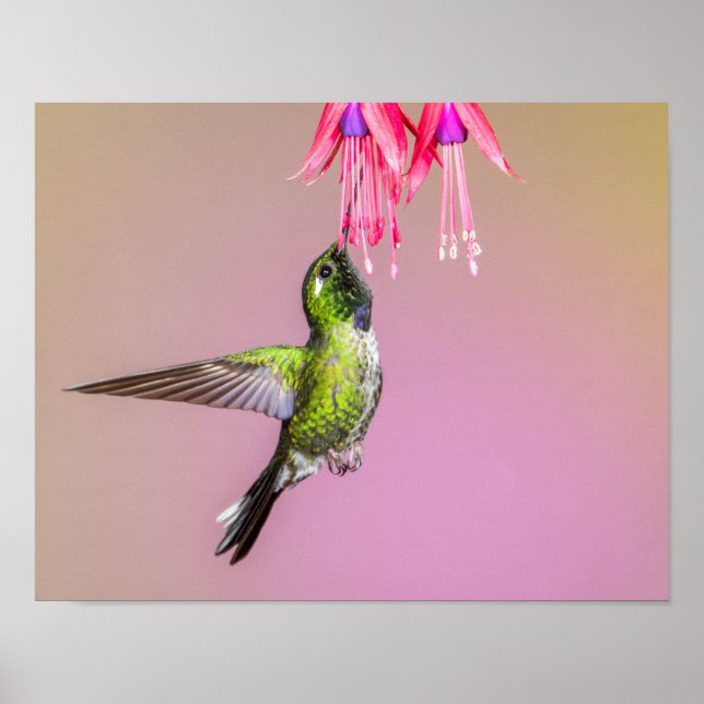 Affiche Photo Hummingbird Fuchsia (Devant)