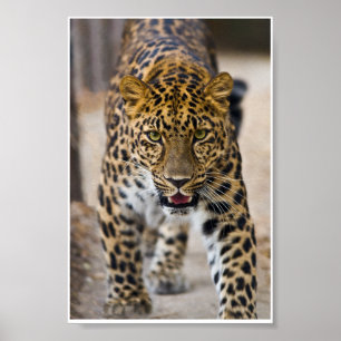 Affiche Photo Leopard Running