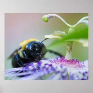 Affiche Photo macro de Bumble Bee