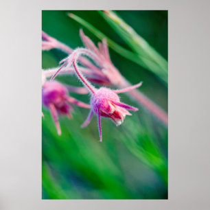 Affiche Photo macro de fleurs de prairie dans le Montana