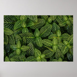 AFFICHE PHOTO MACRO DE PLANTES VERTS