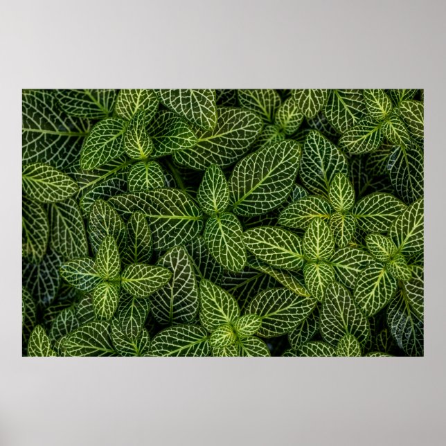 AFFICHE PHOTO MACRO DE PLANTES VERTS (Devant)