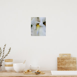 Affiche Photo macro d'une Iris à barbe blanche en fleurs