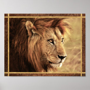 Affiche Photo majestueuse de lion de côté