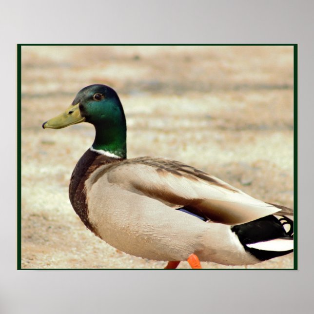 Affiche Photo Mallard Duck (Devant)