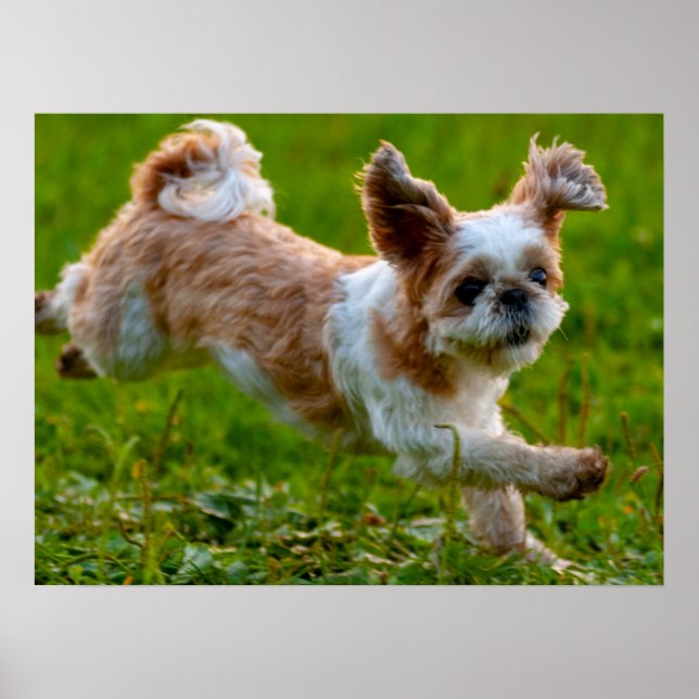Affiche Photo mignonne tournant Chien Shih Tzu (Devant)
