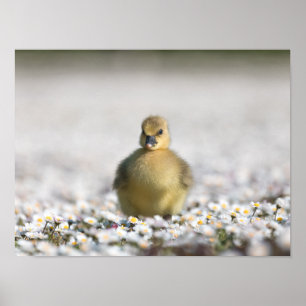 Affiche Photo nature gosling