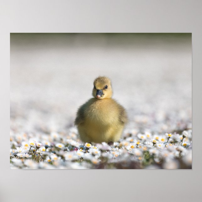 Affiche Photo nature gosling (Devant)