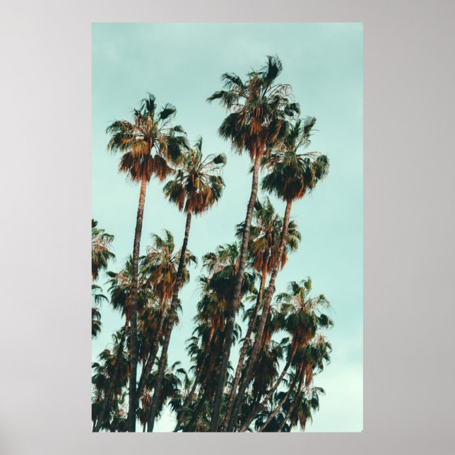 Affiche Photo of green palm trees (Devant)
