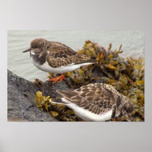 Affiche Photo Oiseau sur Rocher