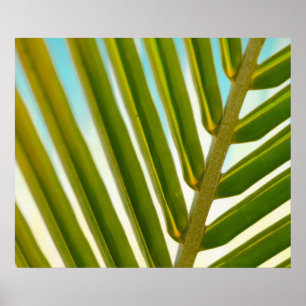 Affiche Photo Palm Leaf