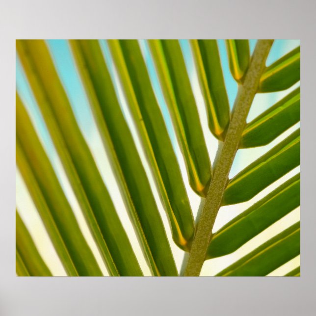 Affiche Photo Palm Leaf (Devant)
