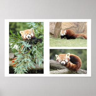 Affiche Photo panda rouge, animaux 0612.
