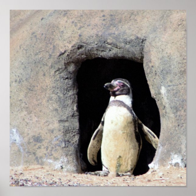 Affiche Photo Penguin (Devant)