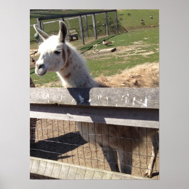 Affiche Photo personnalisée image llama alpaca (Devant)