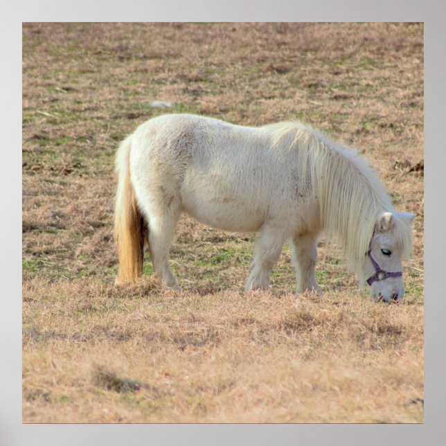 Affiche Photo Pony (Devant)