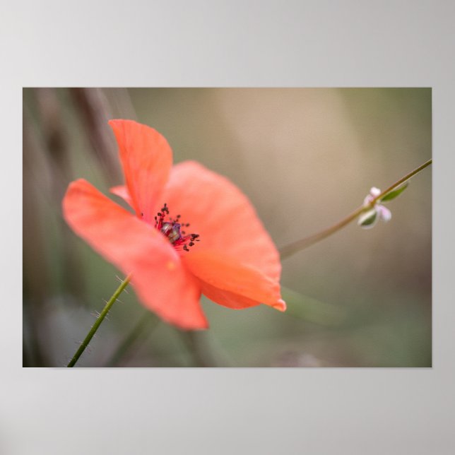 Affiche Photo Poppy Nature (Devant)