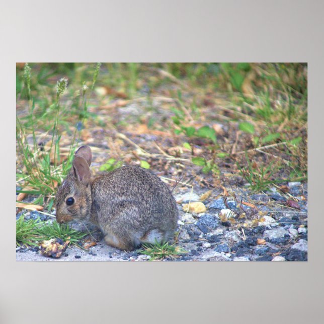 Affiche Photo Rabbit (Devant)