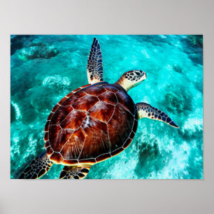 Affiche Photo Realistic Sea Turtle In Turquoise Water