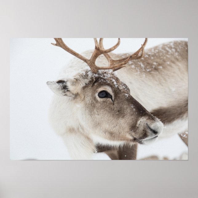 Affiche Photo Reindeer (Devant)