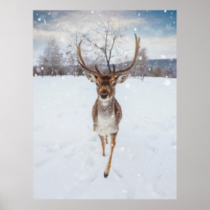 Affiche Photo Reindeer