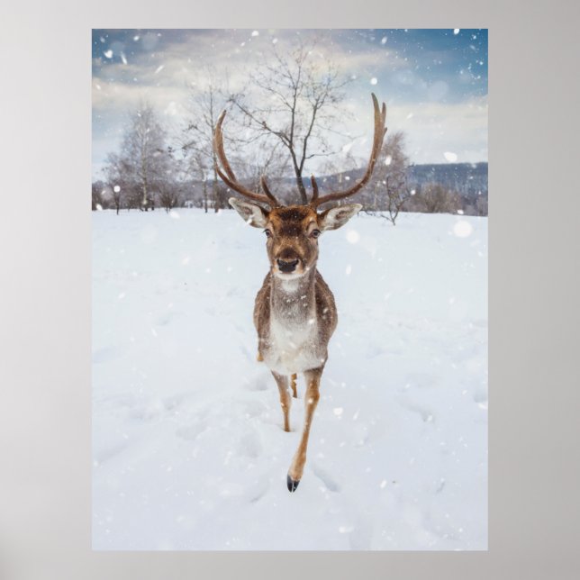 Affiche Photo Reindeer (Devant)