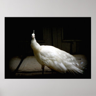 Affiche Photo rustique d'oiseau vintage blanc élégant de