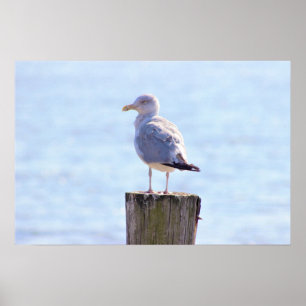 Affiche Photo Seagull