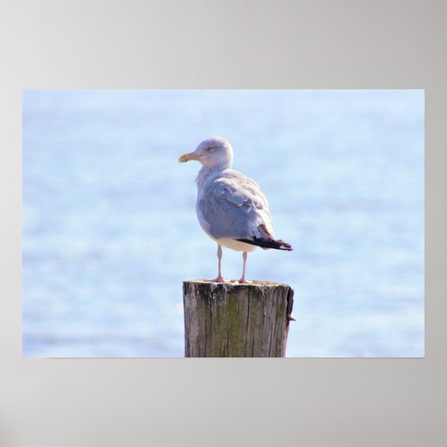 Affiche Photo Seagull (Devant)